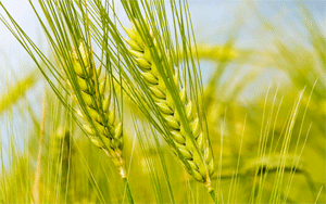 Fibrele vegetale te scapa de constipatie